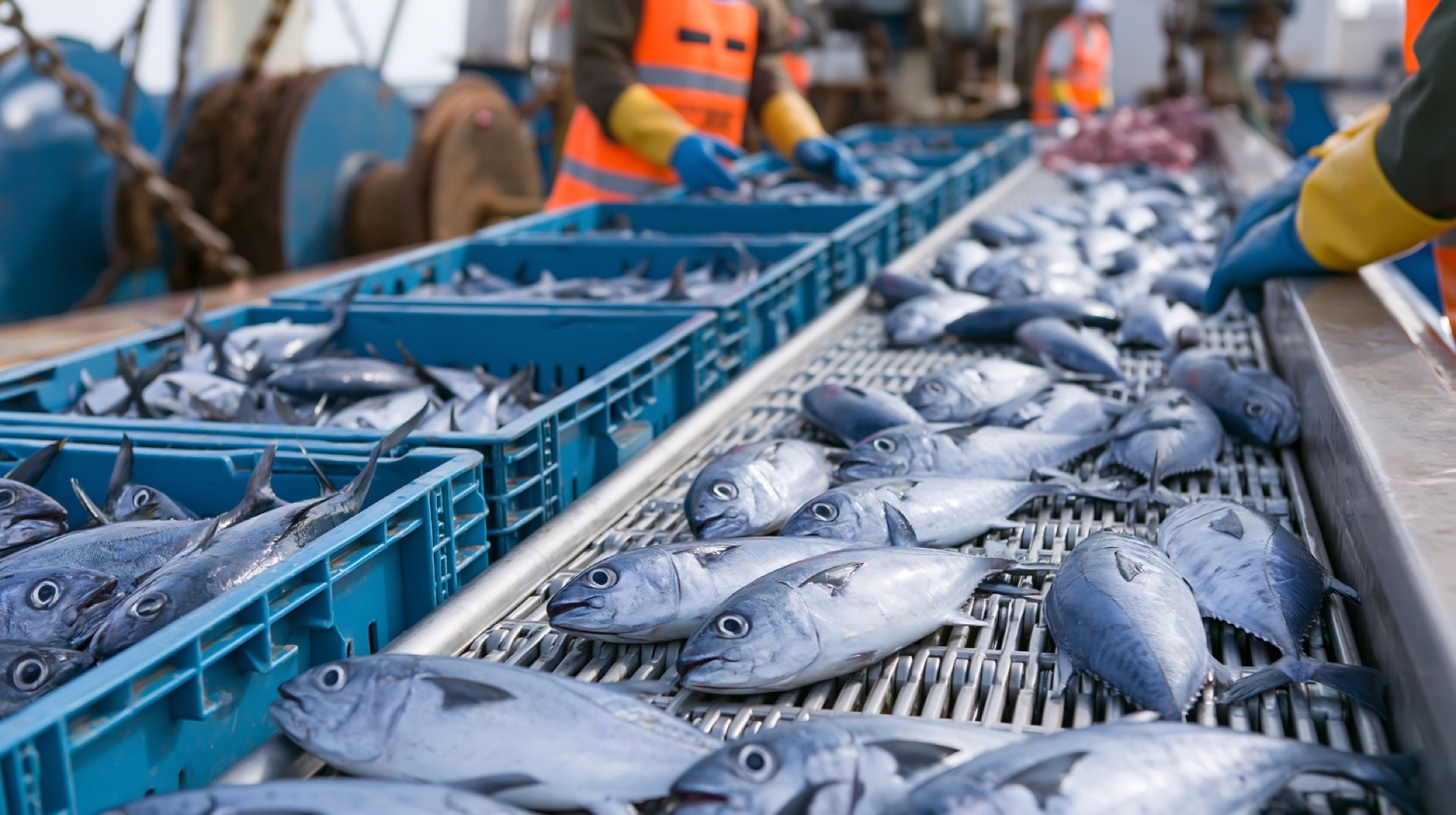 Seafood on a processing line