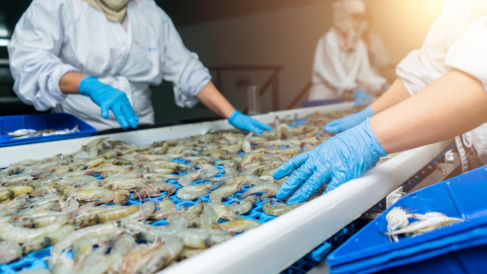 Seafood processing line
